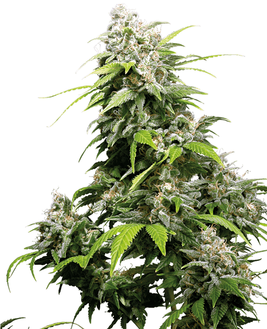 California Indica reguläre Cannabissamen