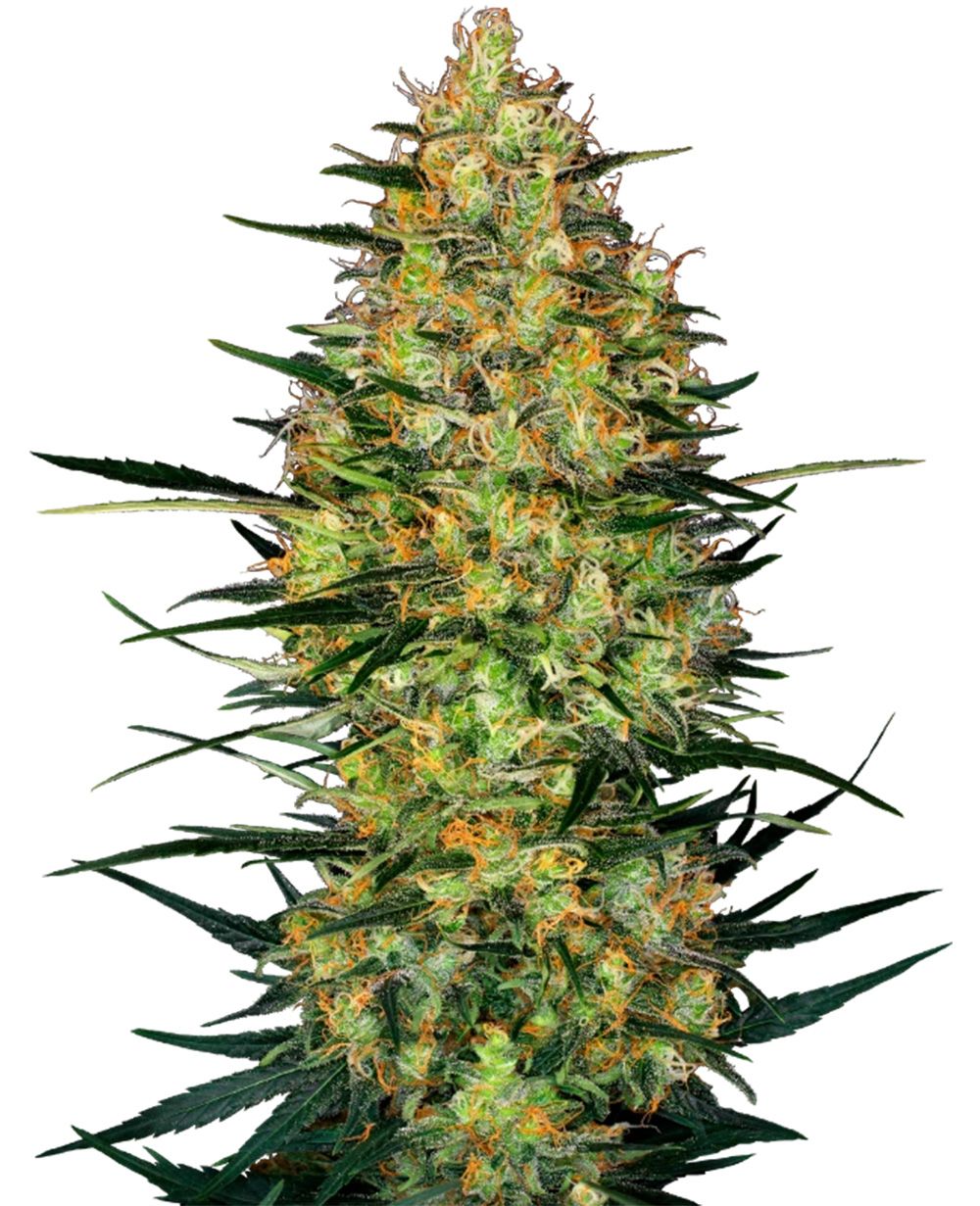 Caramellow Kush Automatic Cannabissamen