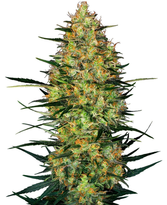 Caramellow Kush Automatic Cannabissamen