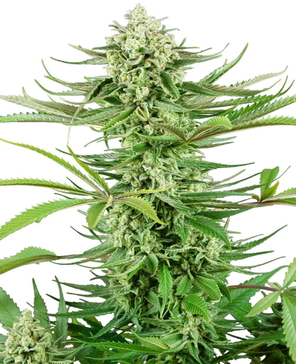 Cashew Kush feminisierte Cannabissamen