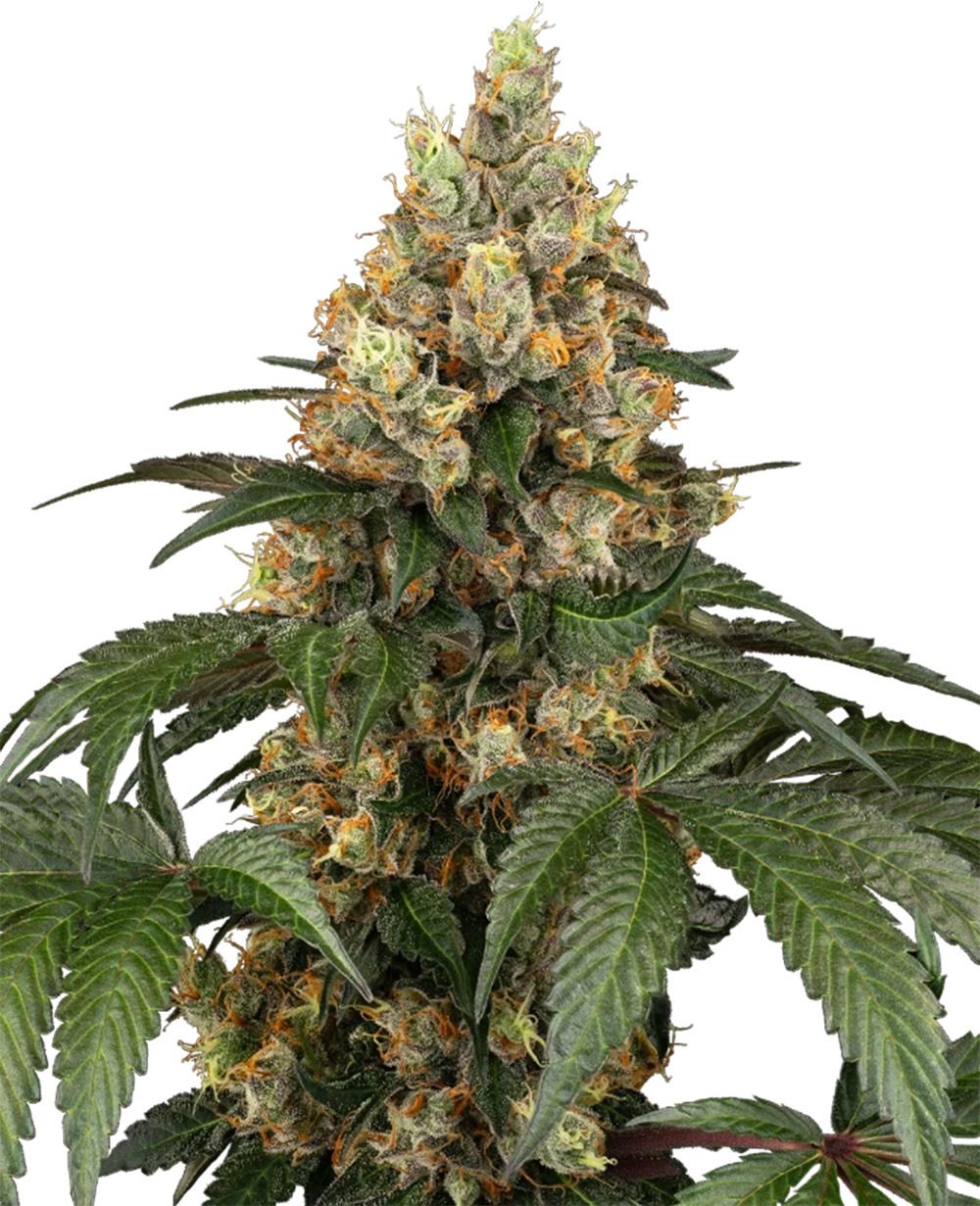 Chocolate Rainbow XXL feminisierte Cannabissamen