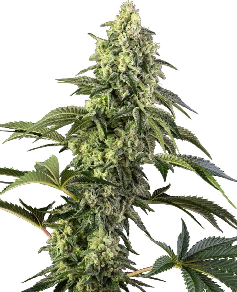 Cosmic Kiss feminisierte Cannabissamen
