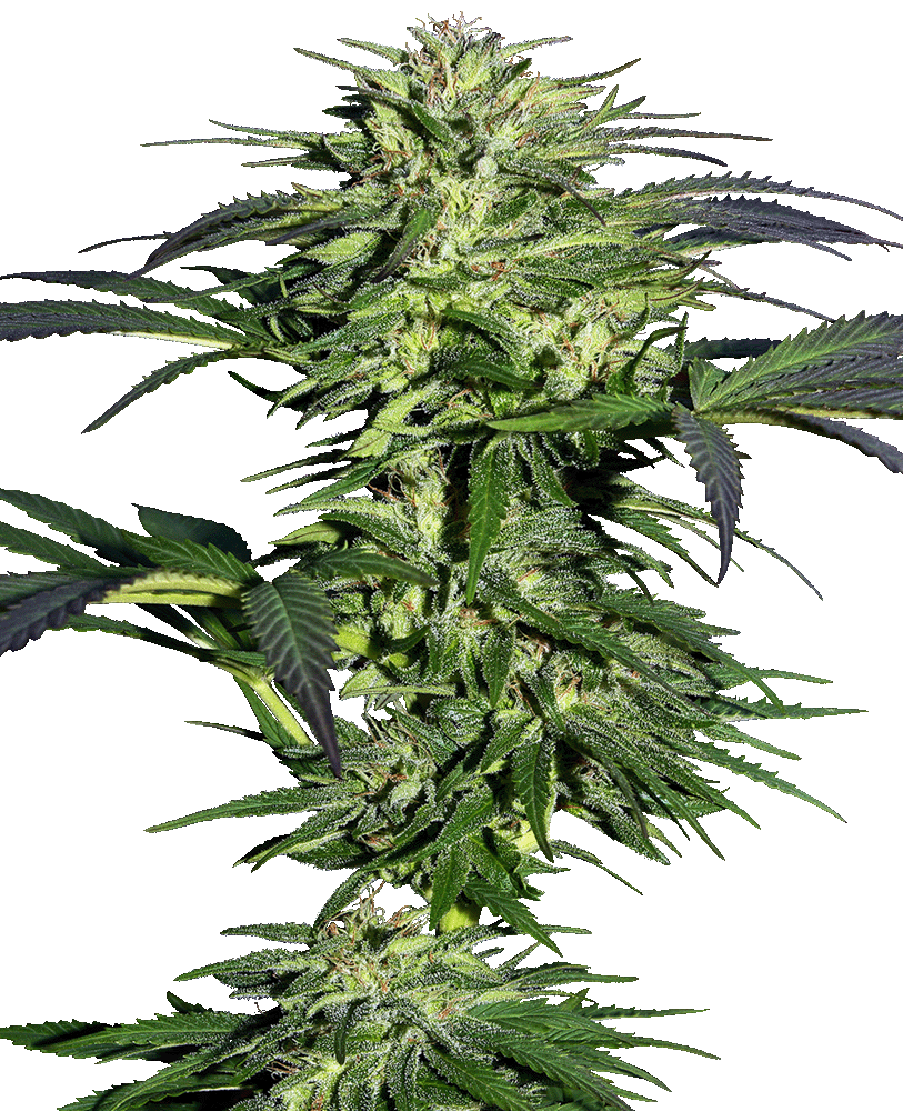 Durban feminisierte Cannabissamen