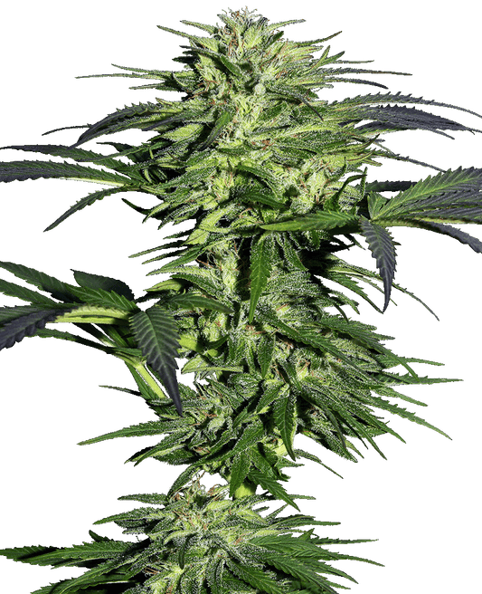 Durban feminisierte Cannabissamen
