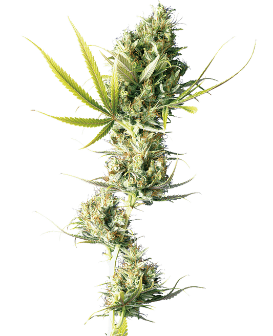 Durban reguläre Cannabissamen