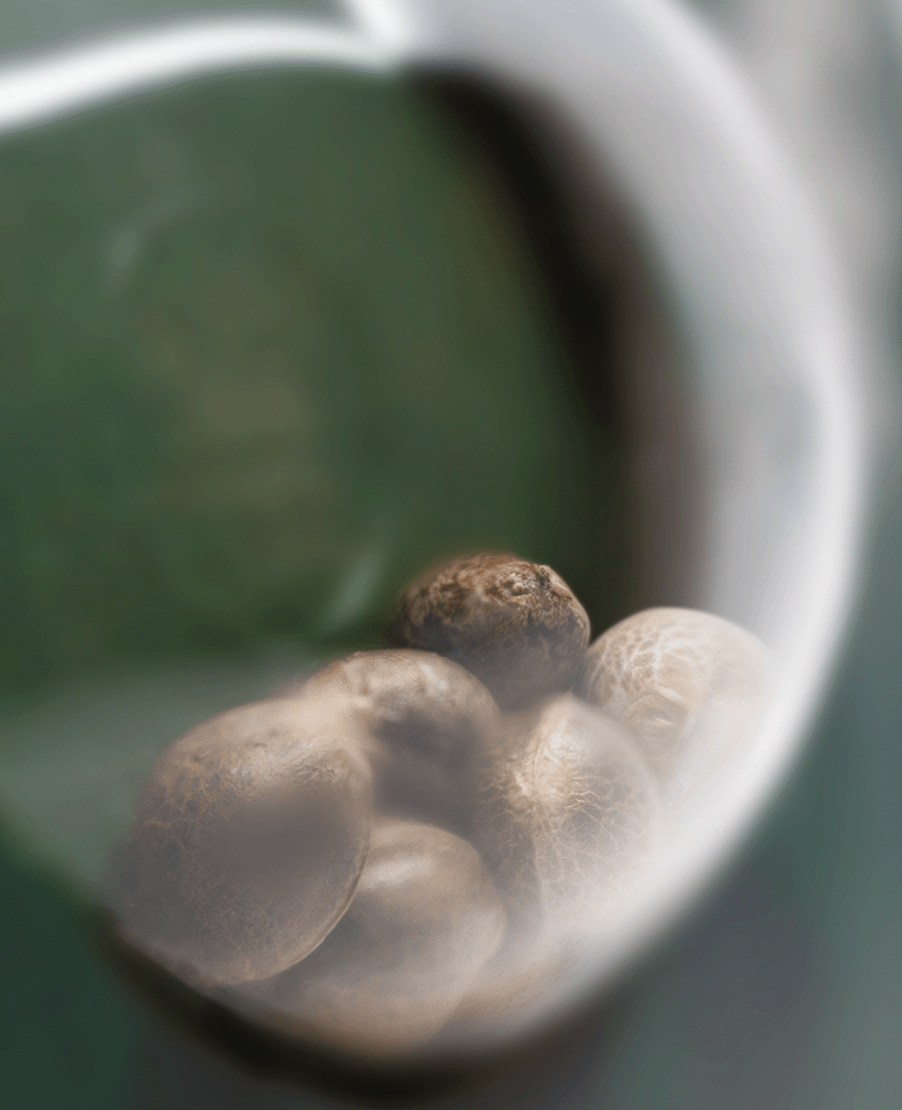 Sensi Seeds Durban reguläre Hanfsamen Blüte