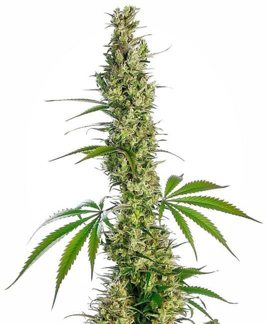 sensi seeds Eagle Bill hanfpflanze