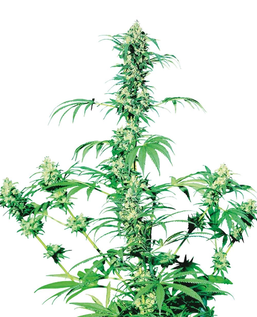 sensi seeds Early Girl hanfpflanze