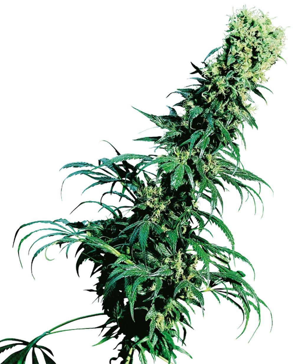 sensi seeds Early Pearl hanfpflanze