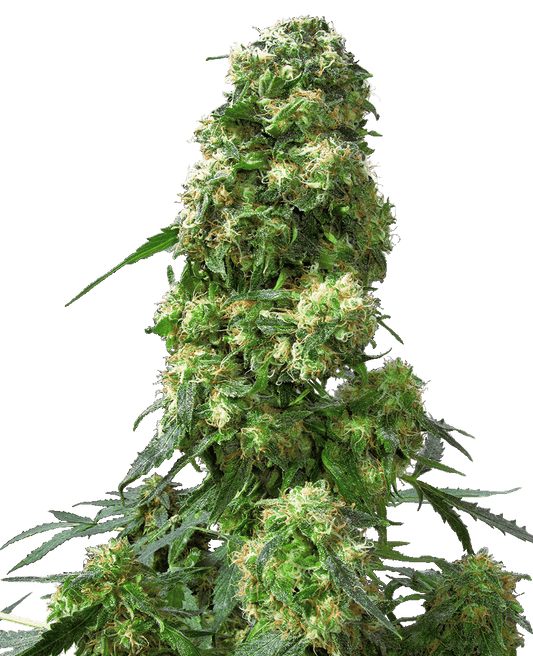 Early Skunk feminisierte Cannabissamen