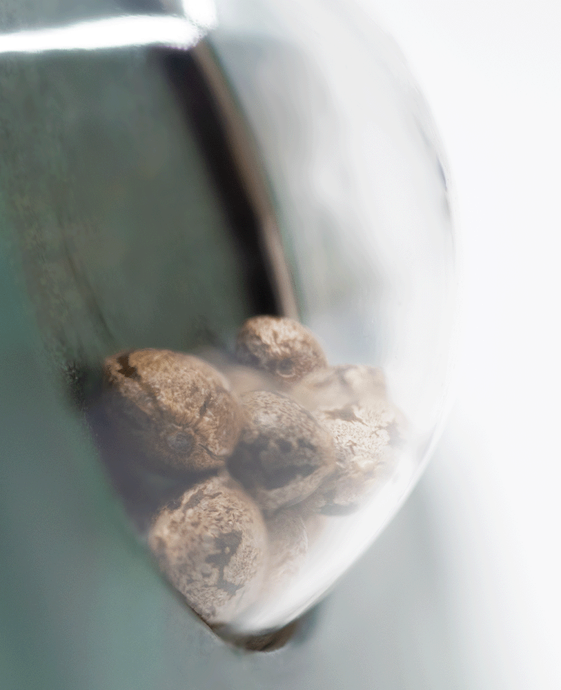 Sensi Seeds Early Skunk reguläre Hanfsamen Blüte