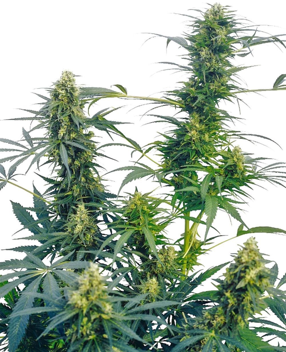 sensi seeds Guerrilla's Gusto  hanfpflanze