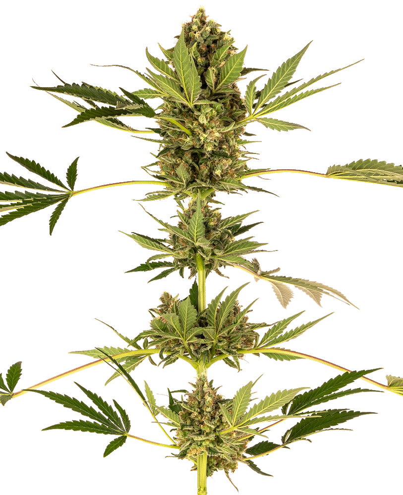 Himalayan CBD feminisierte Cannabissamen
