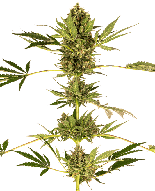 Himalayan CBD feminisierte Cannabissamen