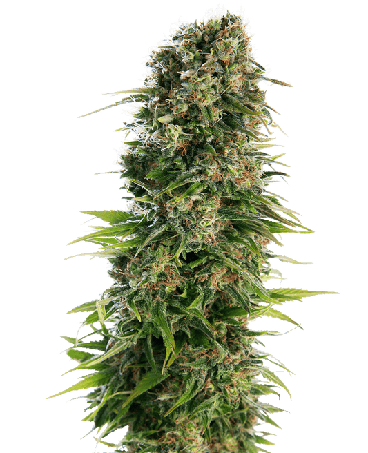 Hindu Kush Automatic Cannabissamen