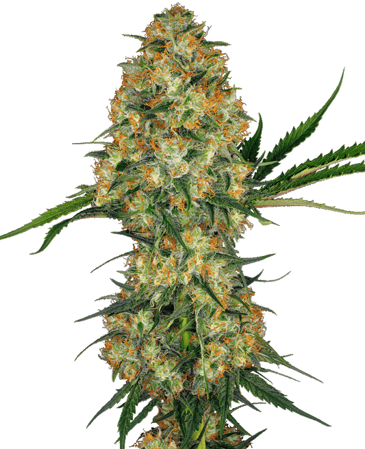 Hindu Kush feminisierte Cannabissamen