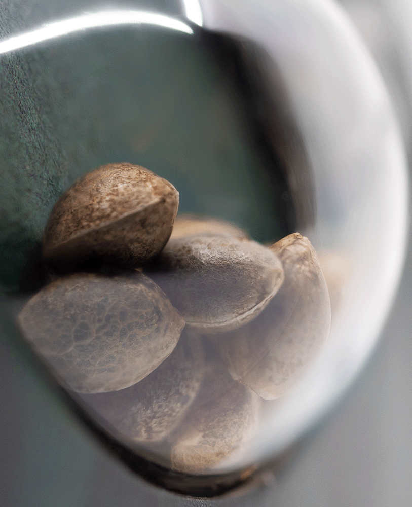 Sensi Seeds Hindu Kush reguläre Hanfsamen Blüte