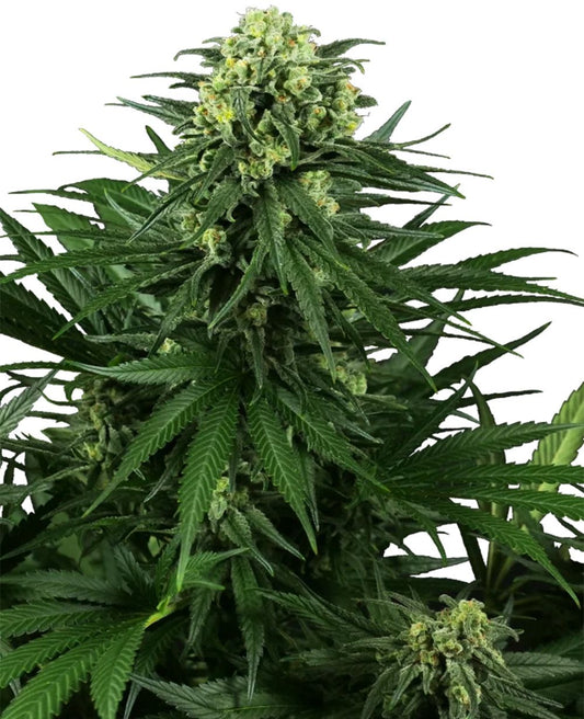 Honey Melon Kush feminisierte Cannabissamen