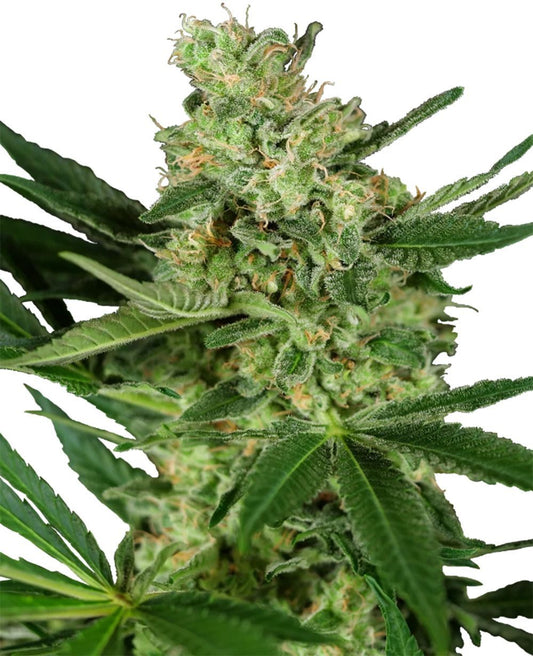 Pumpkin Spice feminisierte Cannabissamen