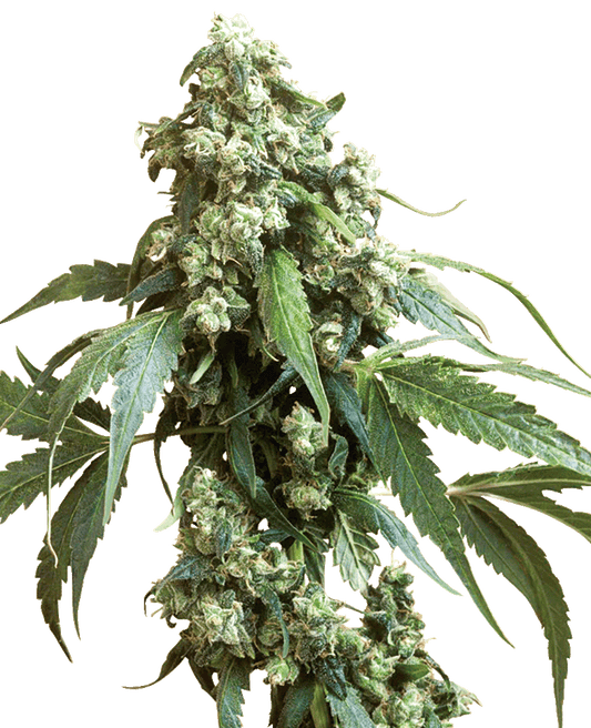 Jack Flash #5 feminisierte Cannabissamen