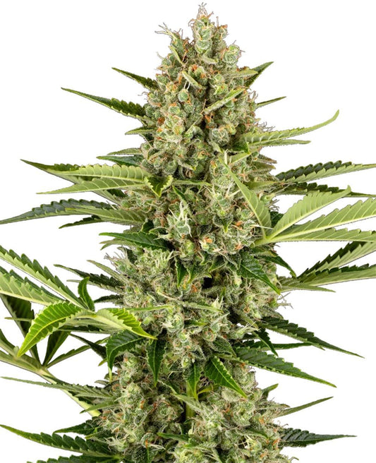 Jack Herer Automatic Cannabissamen