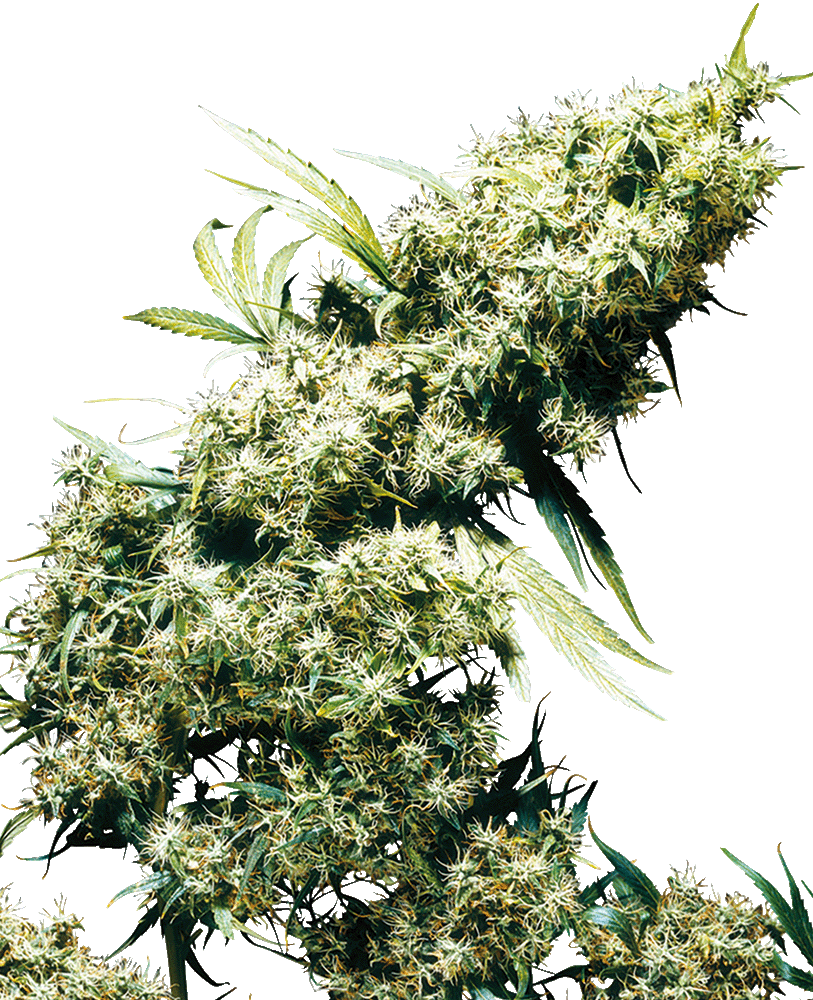 Jamaican Pearl feminisierte Cannabissamen