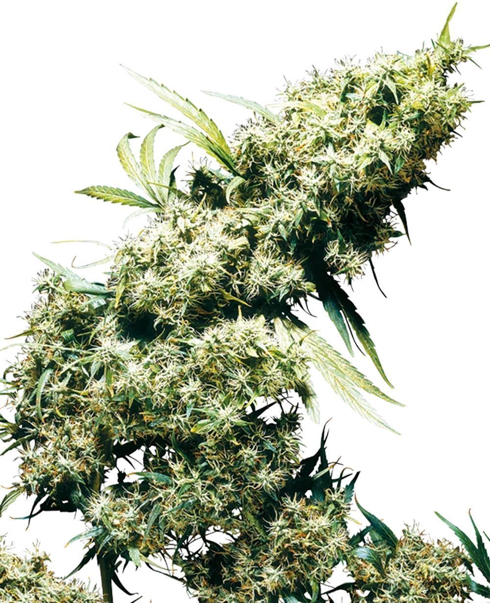 sensi seeds Jamaican Pearl hanfpflanze