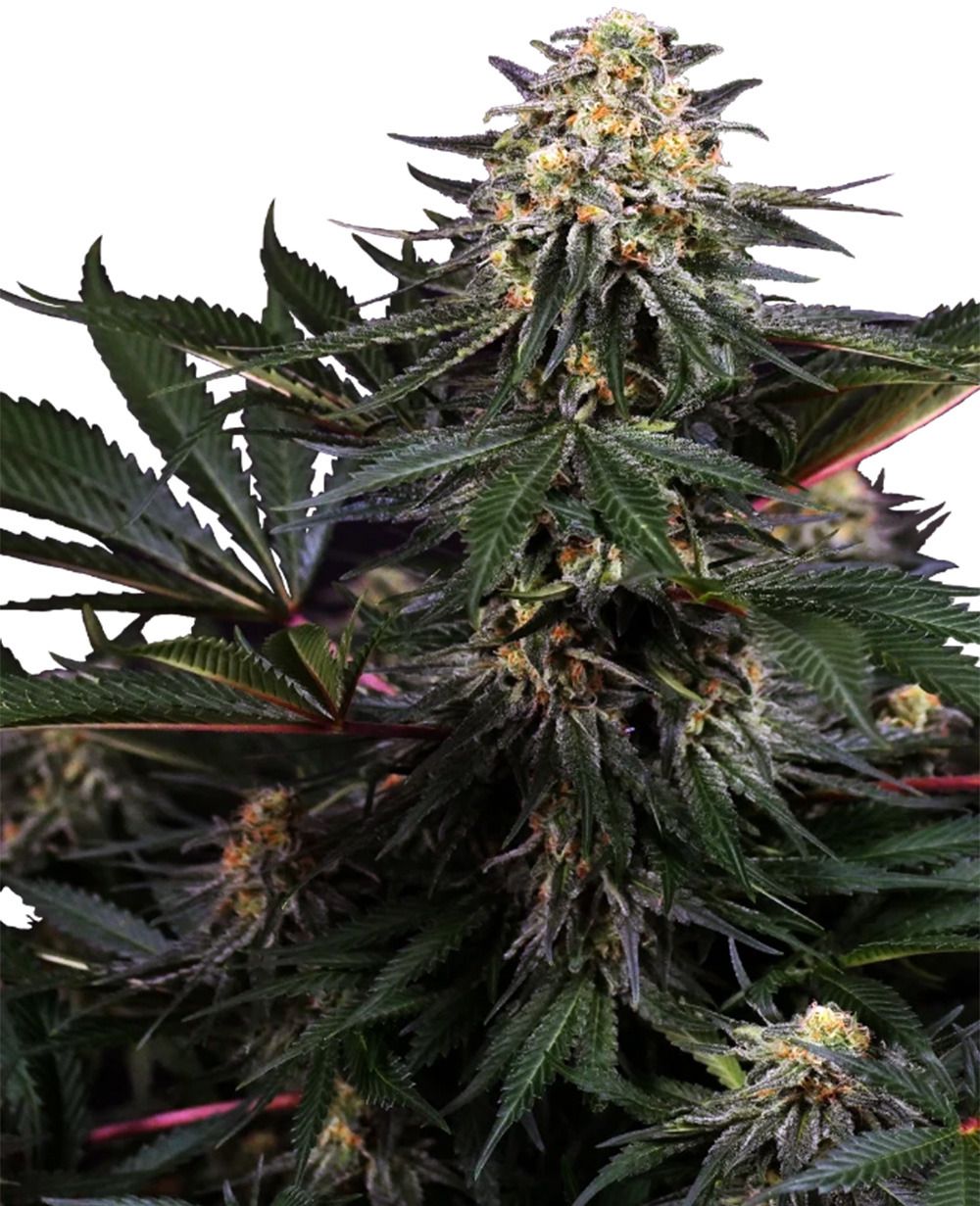 Lockdown Kush feminisierte Cannabissamen