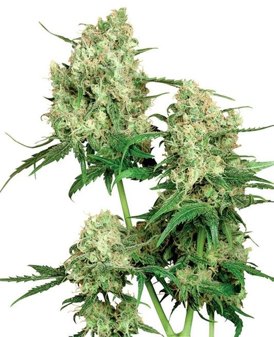 Maple Leaf reguläre Cannabissamen