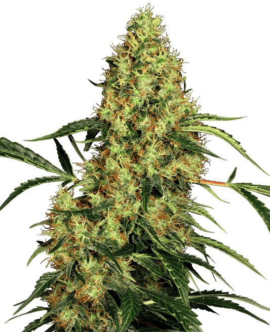 Mexican Sativa feminisierte Cannabissamen