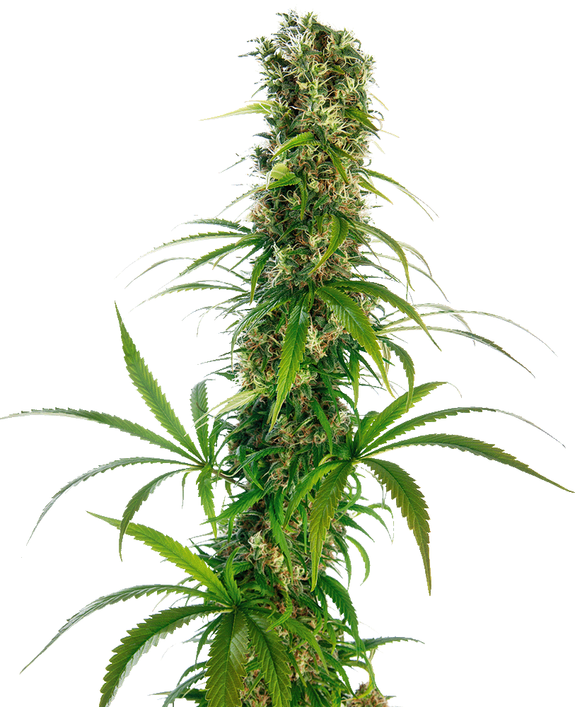 Michka feminisierte Cannabissamen