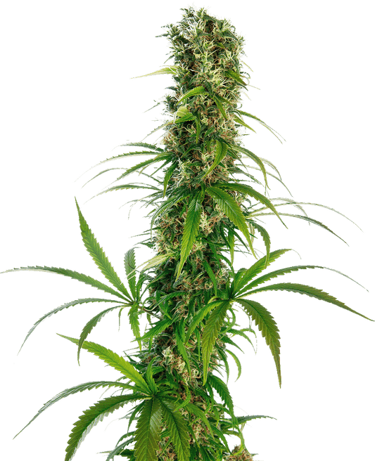 Michka feminisierte Cannabissamen