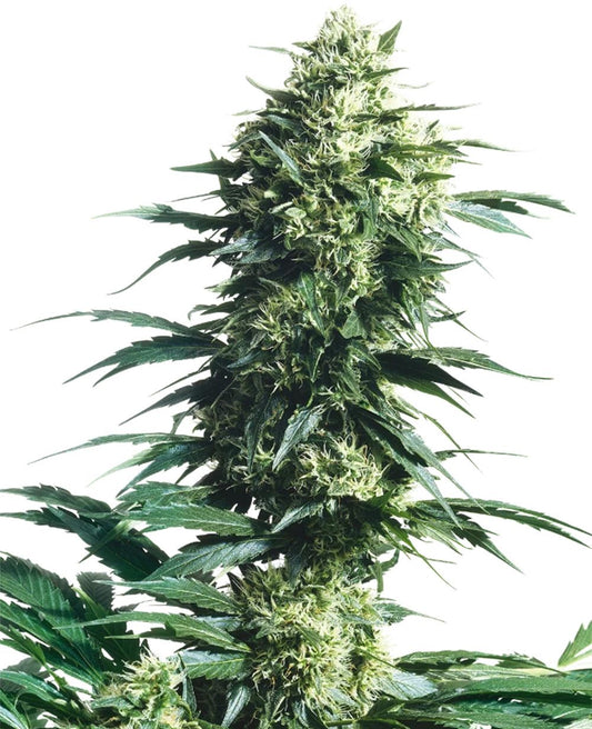 sensi seeds Mother's Finest hanfpflanze