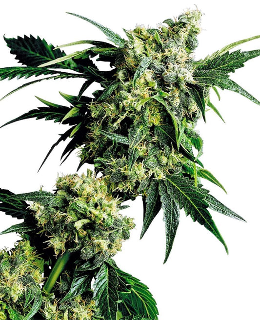 sensi seeds Mr Nice G13 x Hash Plant hanfpflanze