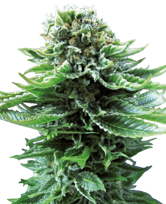 Northern Lights Automatic Cannabissamen