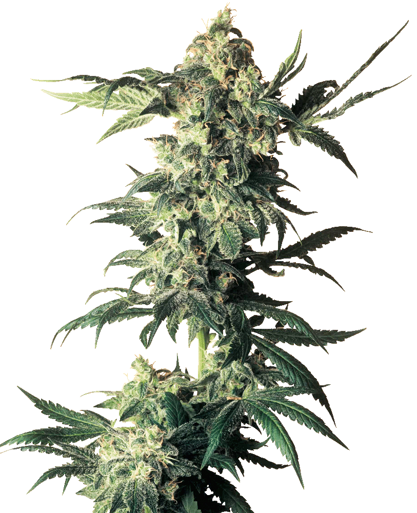 Northern Lights feminisierte Cannabissamen