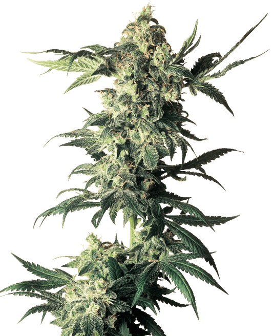 Northern Lights feminisierte Cannabissamen