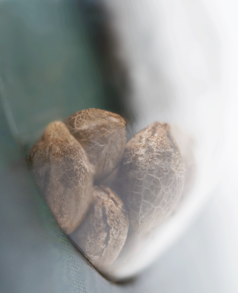 Sensi Seeds Northern Lights reguläre Hanfsamen Blüte