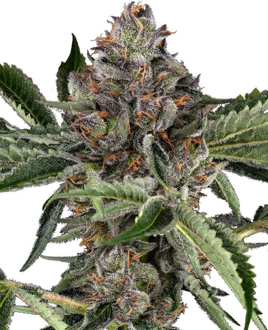 Papaya Jealousy feminisierte Cannabissamen