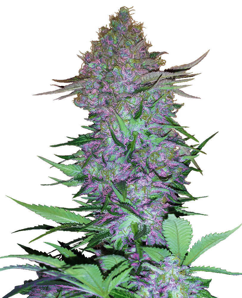 Purple Skunk Automatic Cannabissamen