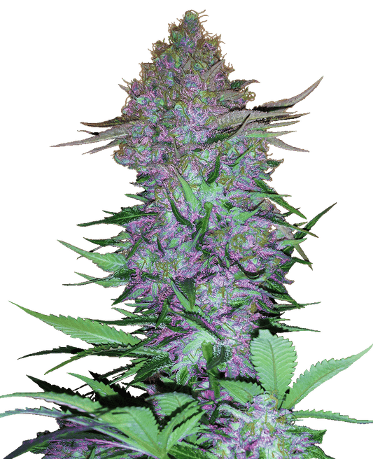 Purple Skunk Automatic Cannabissamen