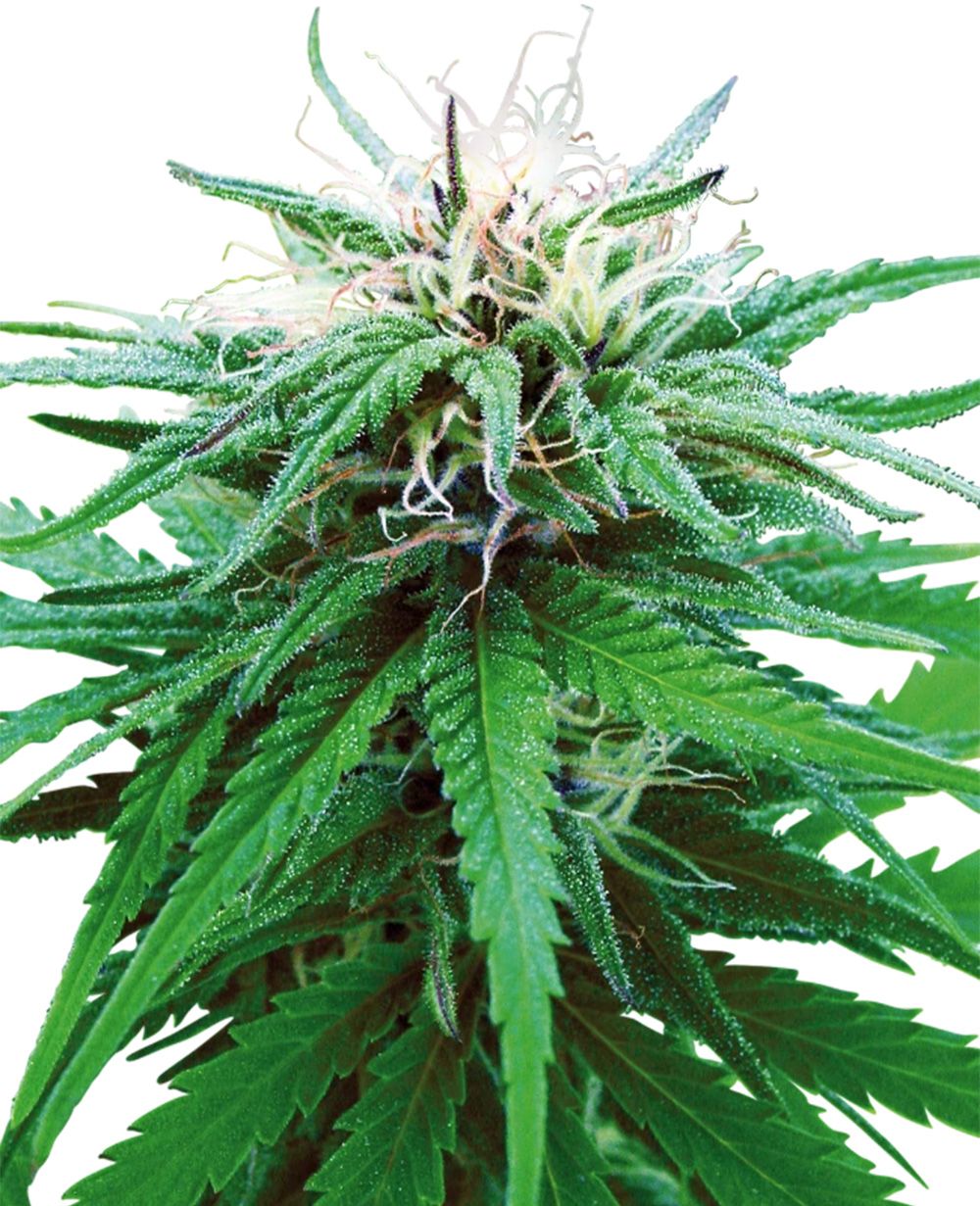 sensi seeds Ruderalis Indica Plant hanfpflanze