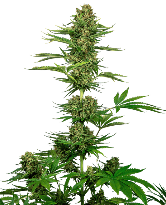 Satin Black Domina CBD feminisierte Cannabissamen