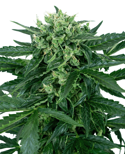 Sensi Amnesia Automatic Cannabissamen