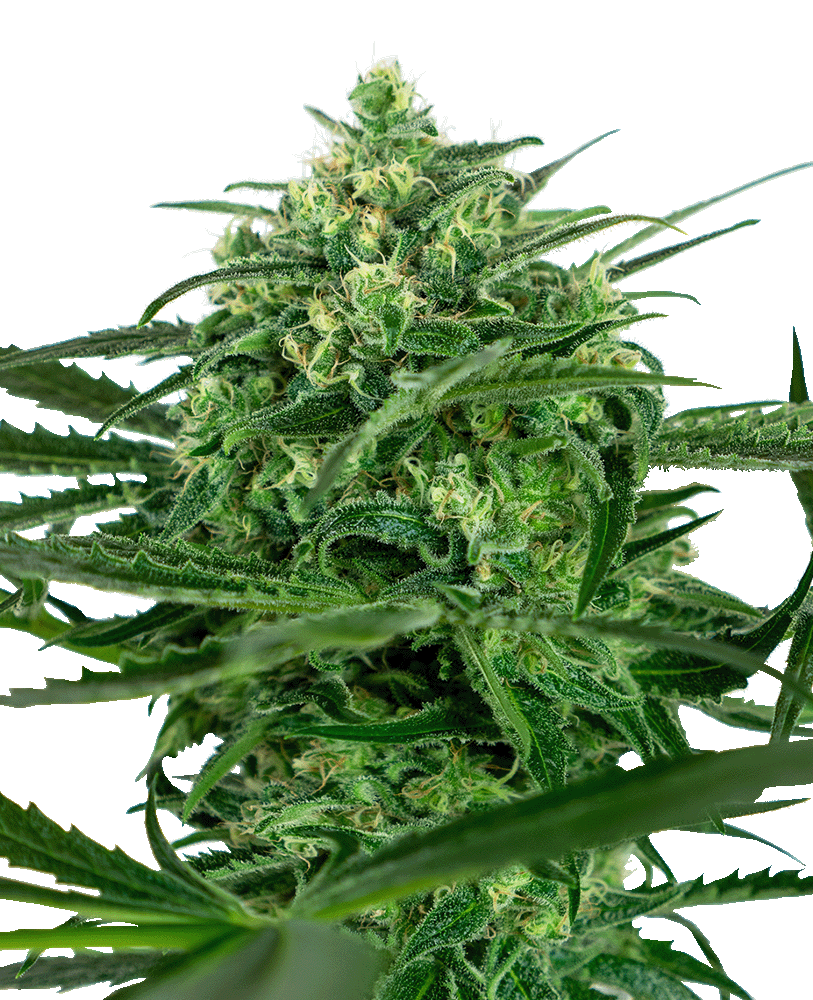 Sensi Amnesia feminisierte Cannabissamen