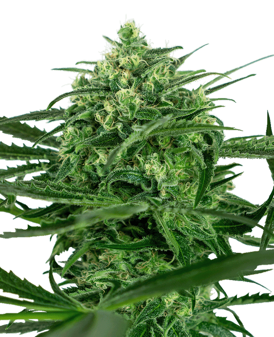 Sensi Amnesia feminisierte Cannabissamen