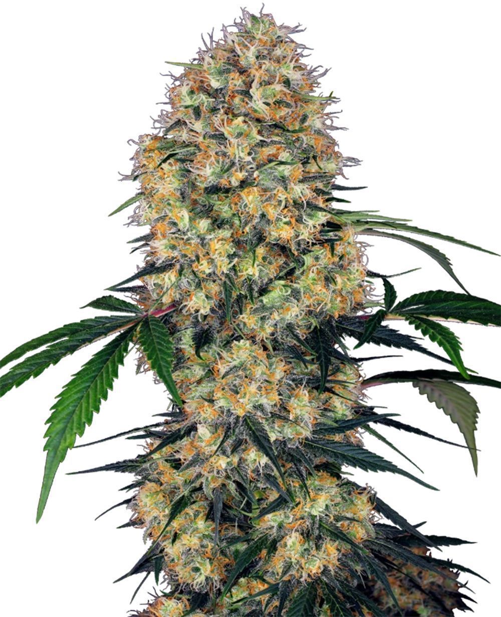 Sensi Amnesia XXL Automatic Cannabissamen