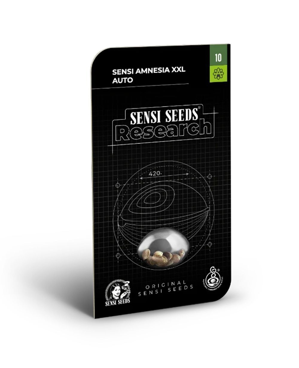 sensi seeds Sensi Amnesia XXL Feminisierte Hanfsamen Cannabisblüte