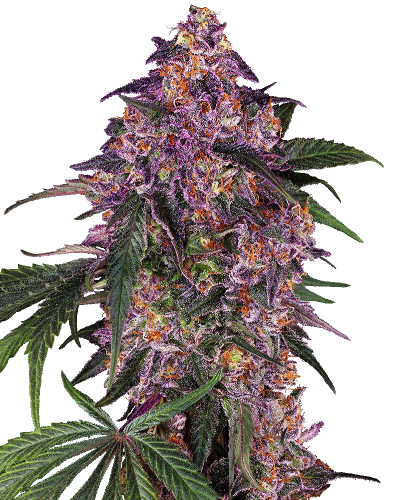 Sensi Purple Kush feminisierte Cannabissamen