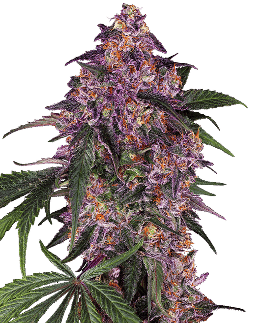 Sensi Purple Kush feminisierte Cannabissamen